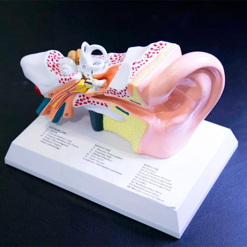 Audífonos en BIZKAIA, Medical Óptica Audición Outlet