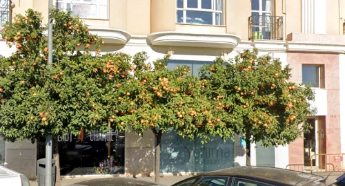 Proakustik Instituto para el Oído Guía del Audífono